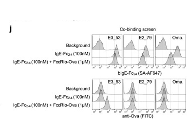 Flow Cytometry using Ovalbumin FITC